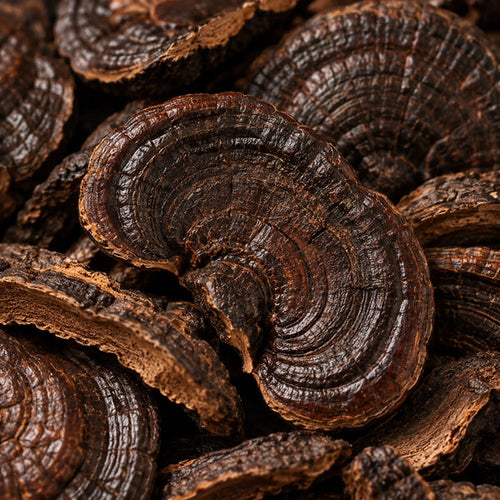 Ganoderma Nero